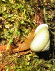 CostaRica-June-11-18-2005-0075 a snail in the rainforest