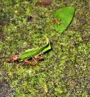 CostaRica-June-11-18-2005-0089 leaf cutter ants