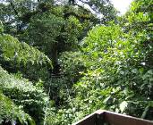 CostaRica-June-11-18-2005-0105 the jungle from the canopy tour platform