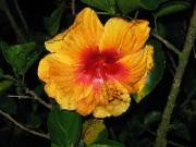 IMG_0104 A hibiscus