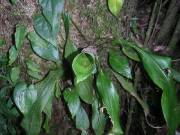 Jen-CostaRica-June2005-015 a jungle plant