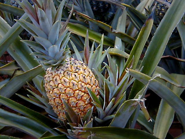 Pineapple June 2001 Honolulu