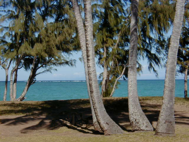 Hawaii Tree 1999